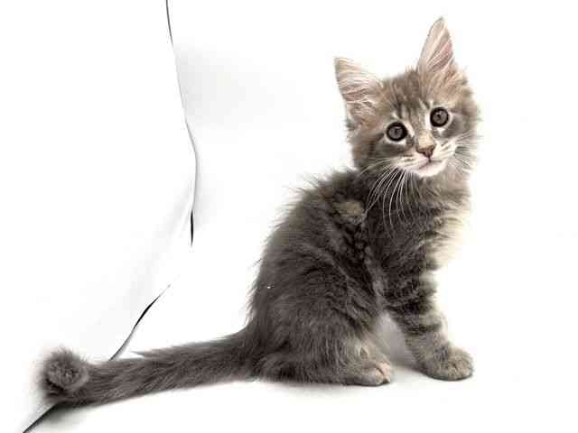 奈良県のメインクーン (ひごペットフレンドリー田原本店/2026年1月9日生まれ/男の子/ブルータビー)の子猫の2枚目の画像