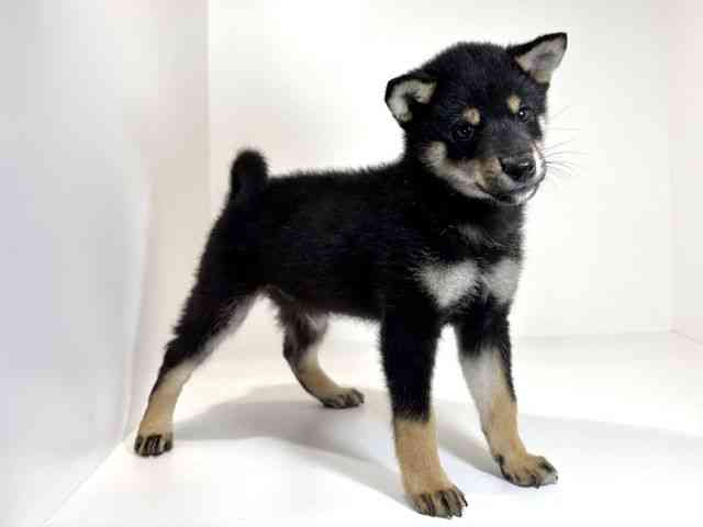 兵庫県の柴犬(標準サイズ) (ひごペットフレンドリーイトーヨーカドー明石店/2026年1月8日生まれ/男の子/黒)の子犬の2枚目の画像