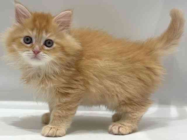 愛知県のサイベリアン (ひごペットフレンドリーヴィアモール アピタ江南西店/2026年1月10日生まれ/男の子/レッドタビー)の子猫の2枚目の画像