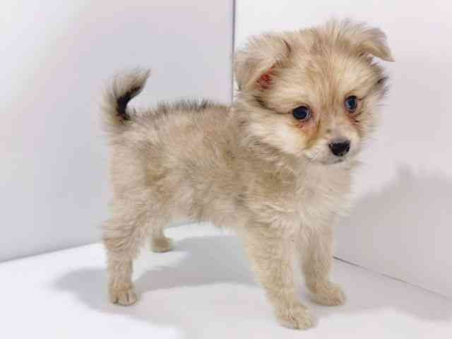 大阪府のポメラニアン (ひごペットフレンドリーイズミヤショッピングセンター千里丘店/2026年1月4日生まれ/男の子/クリーム)の子犬の2枚目の画像