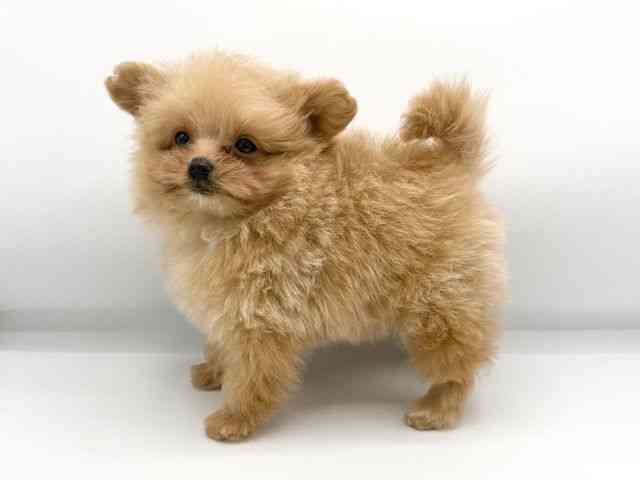 大阪府のポメプー(ポメラニアン×プードル) (ひごペットフレンドリーららぽーとEXPOCITY店/2026年1月10日生まれ/男の子/アプリコット)の子犬の2枚目の画像