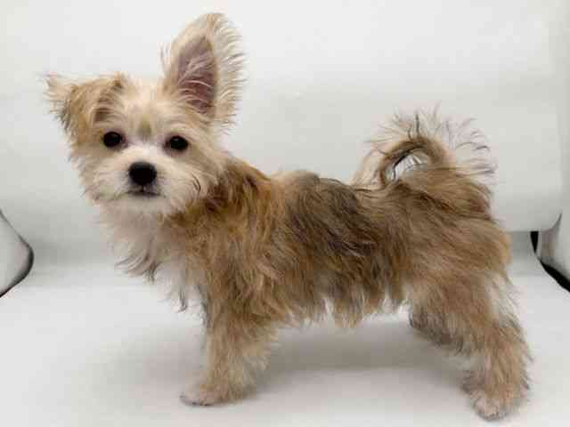 兵庫県のマルキー/マルヨーキー(マルチーズ×ヨークシャーテリア) (ひごペットフレンドリーコロワ甲子園店/2026年1月9日生まれ/男の子/フォーン)の子犬の2枚目の画像