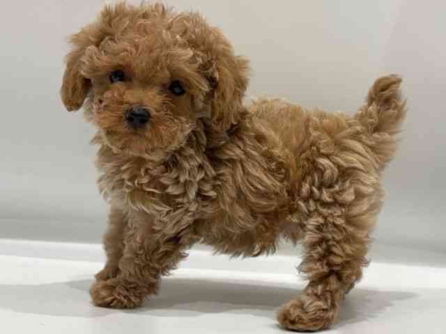 愛知県のトイプードル(トイ) (ひごペットフレンドリーヴィアモール アピタ江南西店/2026年1月11日生まれ/男の子/オレンジフォーン)の子犬の2枚目の画像