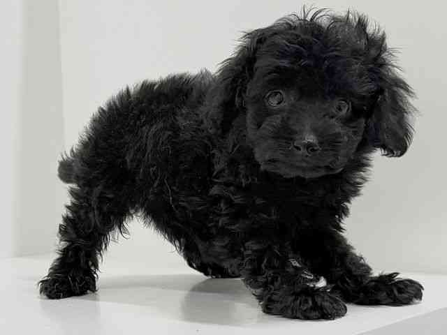 奈良県のトイプードル(トイ) (ひごペットフレンドリーイオンモール橿原ウエスト・ビレッジ店/2026年1月9日生まれ/男の子/ブラック)の子犬の2枚目の画像