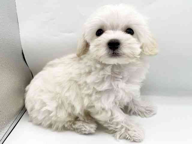 奈良県のマルプー(マルチーズ×プードル) (ひごペットフレンドリートナリエ大和高田店/2026年1月10日生まれ/男の子/クリーム)の子犬の2枚目の画像