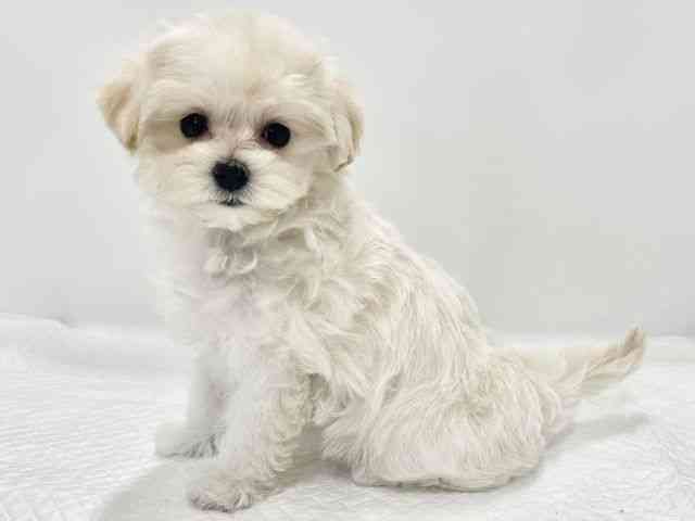 高知県のマルプー(マルチーズ×プードル) (ひごペットフレンドリーイオンモール高知店/2026年1月10日生まれ/女の子/クリーム)の子犬の2枚目の画像