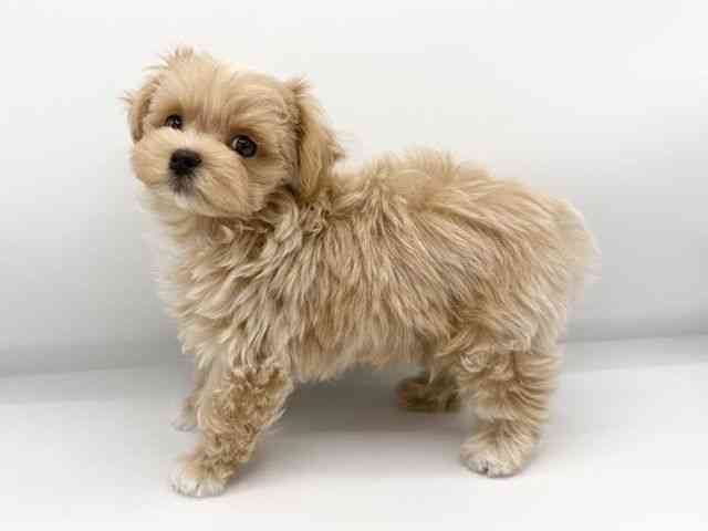 大阪府のマルプー(マルチーズ×プードル) (ひごペットフレンドリーららぽーとEXPOCITY店/2026年1月10日生まれ/男の子/クリーム)の子犬の2枚目の画像