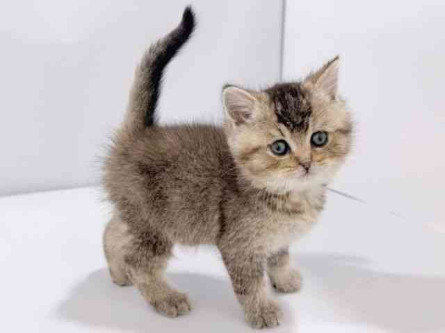 大阪府のブリティッシュショートヘアー (ひごペットフレンドリーイズミヤショッピングセンター千里丘店/2026年1月11日生まれ/男の子/シェーデットゴールデン)の子猫の2枚目の画像