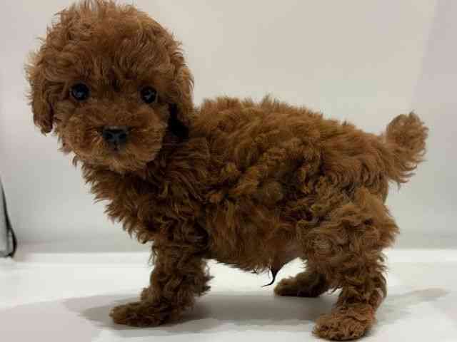 愛知県のトイプードル(トイ) (ひごペットフレンドリーヴィアモール アピタ江南西店/2026年1月11日生まれ/男の子/レッド)の子犬の2枚目の画像