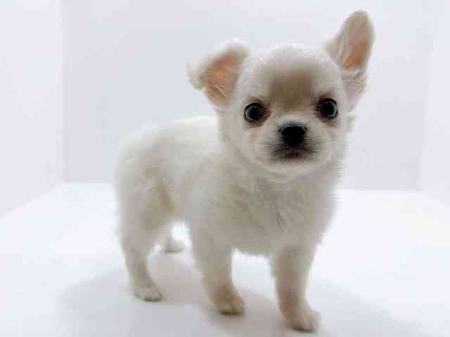 広島県のチワワ(ロング) (ひごペットフレンドリーフジグラン神辺店/2026年1月7日生まれ/男の子/クリーム)の子犬の2枚目の画像