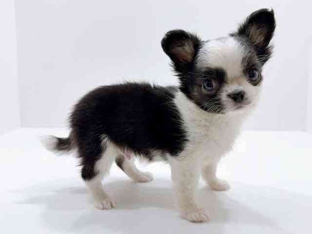 広島県のチワワ(ロング) (ひごペットフレンドリーフジグラン神辺店/2026年1月7日生まれ/男の子/ブラックタンホワイト)の子犬の2枚目の画像