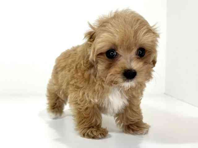 兵庫県のマルプー(マルチーズ×プードル) (ひごペットフレンドリーイトーヨーカドー明石店/2026年1月11日生まれ/女の子/アプリコット)の子犬の2枚目の画像