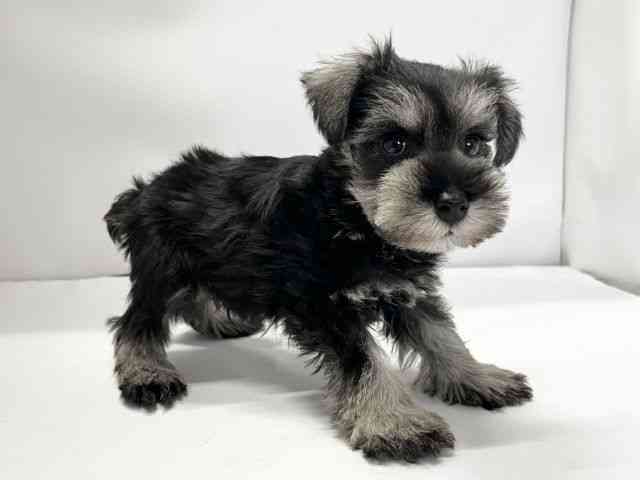 愛媛県のミニチュアシュナウザー (ひごペットフレンドリーイオンモール今治新都市店/2026年1月11日生まれ/男の子/ソルトペッパー)の子犬の2枚目の画像