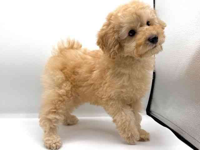 愛知県のトイプードル(トイ) (ひごペットフレンドリープライムツリー赤池店/2026年1月8日生まれ/男の子/オレンジフォーン)の子犬の2枚目の画像