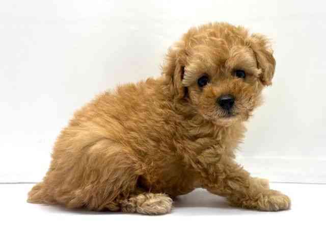 大阪府のトイプードル(トイ) (ひごペットフレンドリーベルファⅡ都島店/2026年1月8日生まれ/女の子/オレンジフォーン)の子犬の2枚目の画像