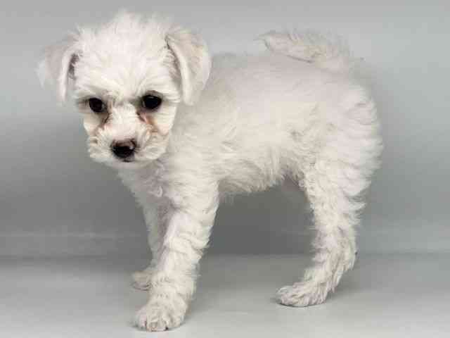 徳島県のビションフリーゼ (ひごペットフレンドリーゆめタウン徳島店/2026年1月11日生まれ/女の子/ホワイト)の子犬の2枚目の画像