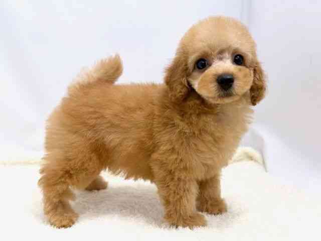 広島県のトイプードル(トイ) (ひごペットフレンドリーゆめタウン廿日市店/2026年1月8日生まれ/女の子/オレンジフォーン)の子犬の2枚目の画像