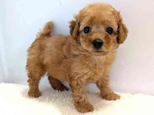 広島県のトイプードル(トイ) (ひごペットフレンドリーゆめタウン廿日市店/2026年1月8日生まれ/女の子/オレンジフォーン)の子犬の2枚目の画像