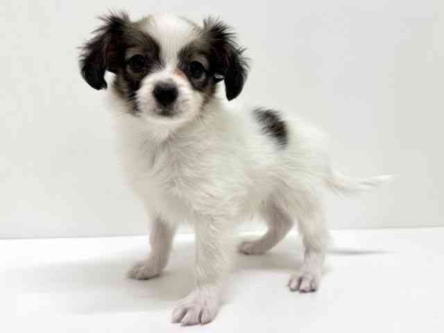 大阪府のパピヨン (ひごペットフレンドリーくずはモール店/2026年1月11日生まれ/男の子/ホワイトブラウン)の子犬の2枚目の画像