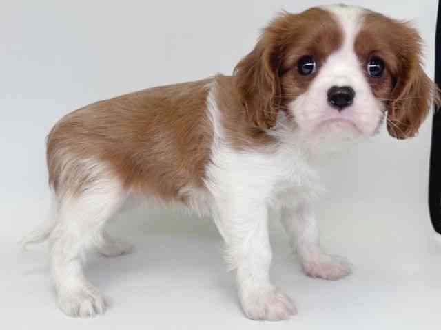 大阪府のキャバリアキングチャールズスパニエル (ひごペットフレンドリー瓜破店/2026年1月11日生まれ/男の子/ブレンハイム)の子犬の2枚目の画像