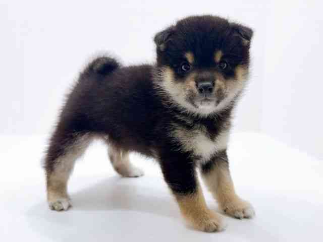 広島県の柴犬(標準サイズ) (ひごペットフレンドリーフジグラン神辺店/2026年1月12日生まれ/男の子/黒)の子犬の2枚目の画像