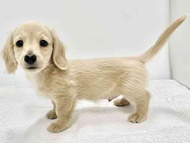 高知県のカニンヘンダックスフンド(ロング) (ひごペットフレンドリーイオンモール高知店/2026年1月8日生まれ/男の子/イエロー)の子犬の2枚目の画像