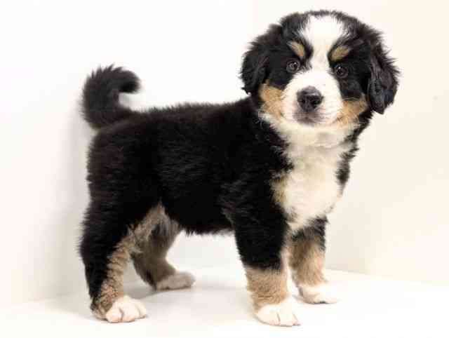 福岡県のバーニーズマウンテンドッグ (ひごペットフレンドリーリバーウォーク北九州店/2026年1月12日生まれ/男の子/ブラックラストホワイト)の子犬の2枚目の画像