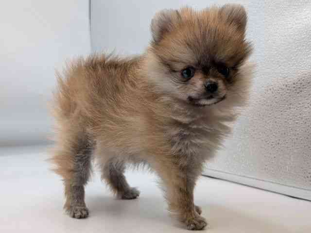 香川県のポメラニアン (ひごペットフレンドリーゆめタウン高松店/2026年1月7日生まれ/女の子/オレンジセーブル)の子犬の2枚目の画像