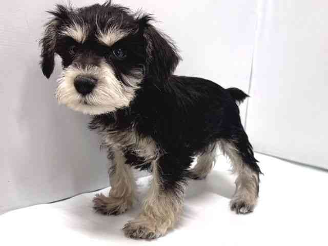 奈良県のミニチュアシュナウザー (ひごペットフレンドリー奈良パワーシティ店/2026年1月10日生まれ/男の子/ブラックシルバー)の子犬の2枚目の画像