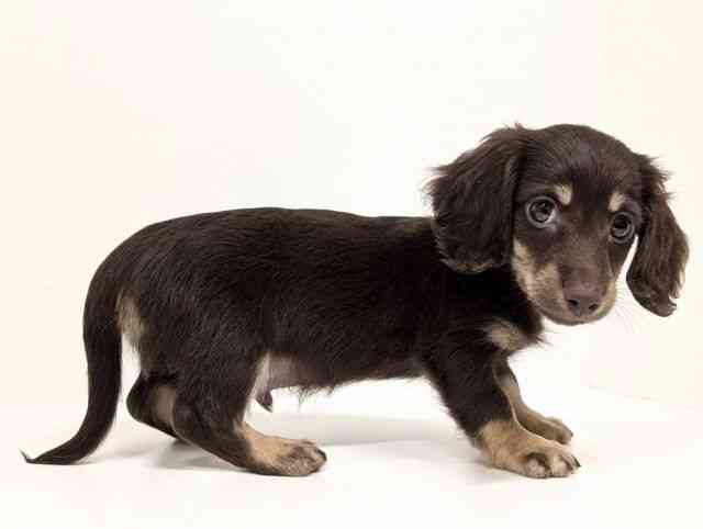 福岡県のミニチュアダックスフンド(ロング) (ひごペットフレンドリーリバーウォーク北九州店/2026年1月7日生まれ/男の子/チョコレートイエロー)の子犬の2枚目の画像