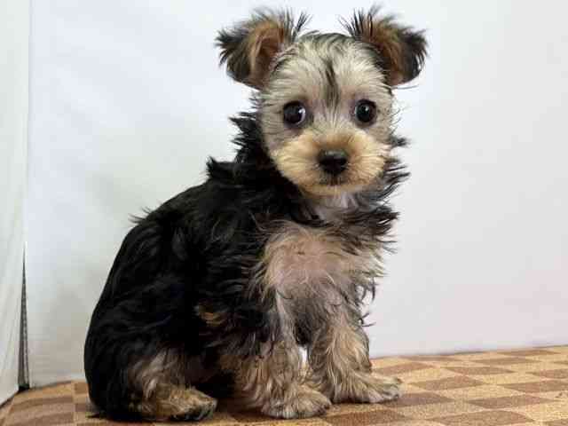 愛媛県のヨークシャーテリア (ひごペットフレンドリーエミフルMASAKI店/2026年1月12日生まれ/女の子/スチールブルータン)の子犬の2枚目の画像
