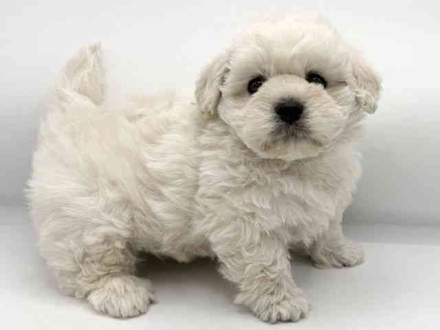 大阪府のハーフ犬・ミックス犬 (ひごペットフレンドリーららぽーとEXPOCITY店/2026年1月10日生まれ/男の子/ホワイト)の子犬の2枚目の画像