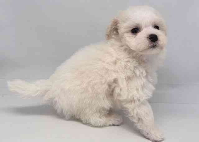 鳥取県のビションプー(ビションフリーゼ×プードル) (ひごペットフレンドリーイオンモール鳥取北店/2026年1月12日生まれ/女の子/ホワイト)の子犬の2枚目の画像