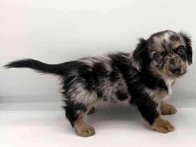 大阪府のチワックス(チワワ×ダックス) (ひごペットフレンドリーららぽーとEXPOCITY店/2026年1月12日生まれ/男の子/ブルーマール)の子犬の2枚目の画像