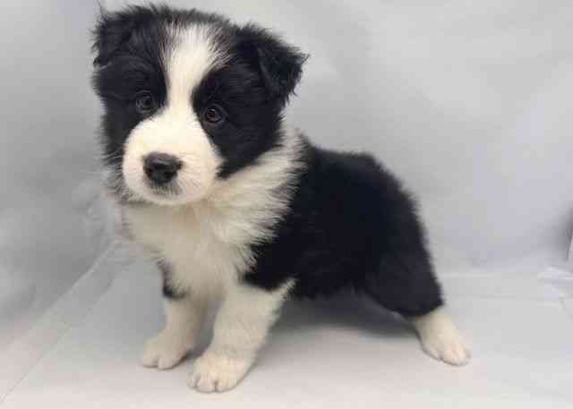 鳥取県のボーダーコリー (ひごペットフレンドリーイオンモール鳥取北店/2026年1月10日生まれ/男の子/ブラックホワイト)の子犬の2枚目の画像