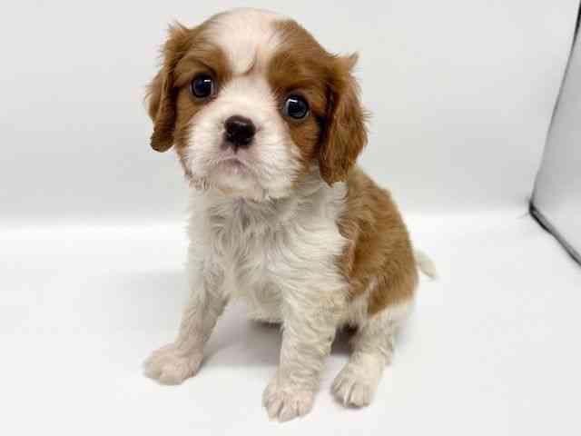 大阪府のキャバリアキングチャールズスパニエル (ひごペットフレンドリーイオンタウン豊中庄内店/2026年1月10日生まれ/男の子/ブレンハイム)の子犬の2枚目の画像