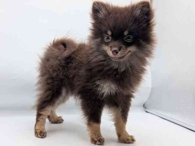 香川県のポメラニアン (ひごペットフレンドリーゆめタウン高松店/2026年1月12日生まれ/女の子/チョコレートタン)の子犬の2枚目の画像