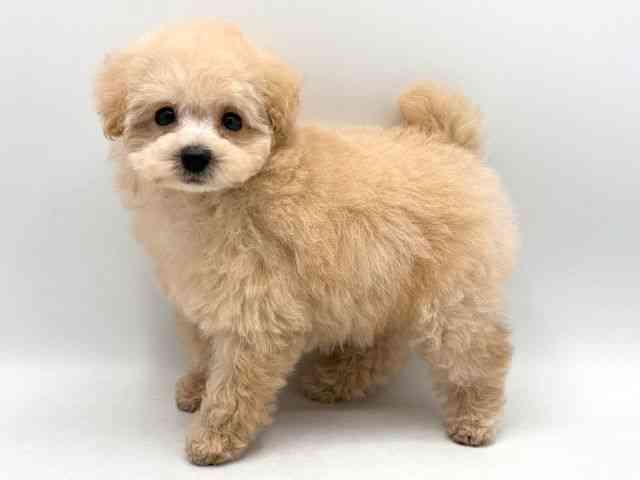 奈良県のトイプードル(トイ) (ひごペットフレンドリー田原本店/2026年1月12日生まれ/女の子/アプリコット)の子犬の2枚目の画像