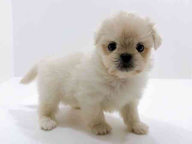 広島県のペキマル/マルペキ(ペキニーズ×マルチーズ) (ひごペットフレンドリーフジグラン神辺店/2026年1月11日生まれ/男の子/ホワイト)の子犬の2枚目の画像