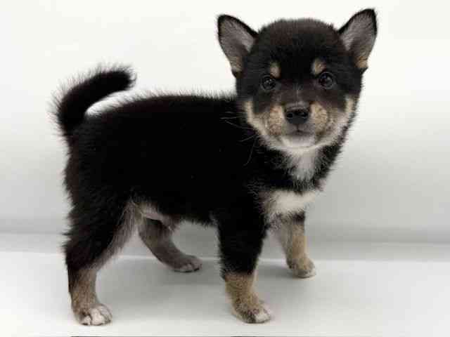 大阪府の柴犬(標準サイズ) (ひごペットフレンドリーららぽーとEXPOCITY店/2026年1月11日生まれ/男の子/黒)の子犬の2枚目の画像