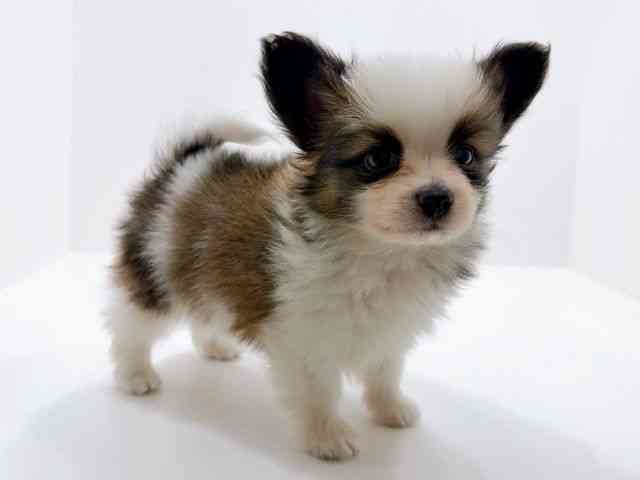 広島県のパピヨン (ひごペットフレンドリーフジグラン神辺店/2026年1月13日生まれ/男の子/ホワイトブラウン)の子犬の2枚目の画像