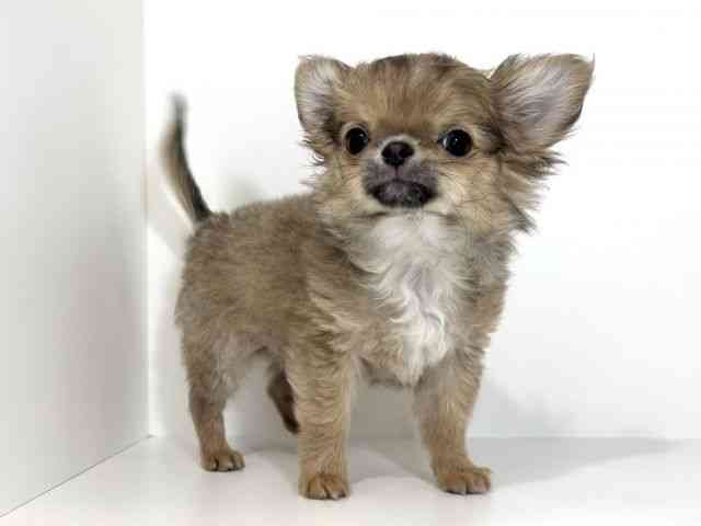 兵庫県のチワワ(ロング) (ひごペットフレンドリーイトーヨーカドー明石店/2026年1月13日生まれ/男の子/ブルーフォーンホワイト)の子犬の2枚目の画像