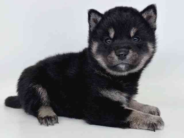 大阪府の柴犬(標準サイズ) (ひごペットフレンドリー瓜破店/2026年1月12日生まれ/女の子/黒)の子犬の2枚目の画像