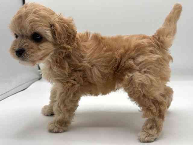 愛知県のキャバプー(キャバリア×プードル) (ひごペットフレンドリープライムツリー赤池店/2026年1月11日生まれ/女の子/アプリコット)の子犬の2枚目の画像