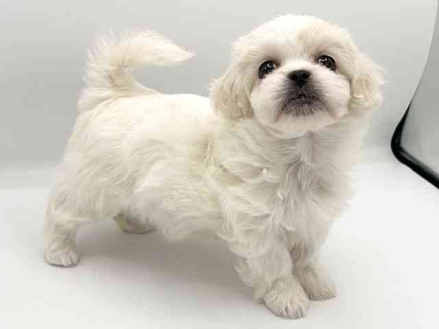 京都府のハーフ犬・ミックス犬 (ひごペットフレンドリーイオンモール高の原店/2026年1月10日生まれ/女の子/ホワイトクリーム)の子犬の2枚目の画像