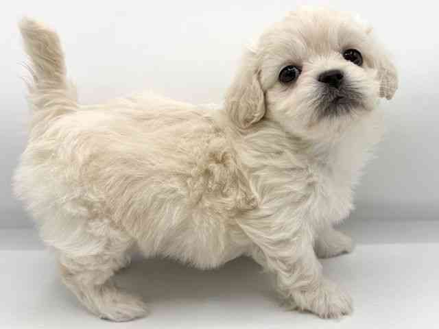 大阪府のハーフ犬・ミックス犬 (ひごペットフレンドリーららぽーとEXPOCITY店/2026年1月10日生まれ/女の子/ホワイトクリーム)の子犬の2枚目の画像