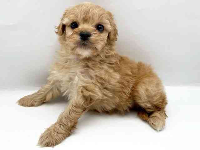 奈良県のペキプー(ペキニーズ×プードル) (ひごペットフレンドリートナリエ大和高田店/2026年1月13日生まれ/女の子/アプリコット)の子犬の2枚目の画像