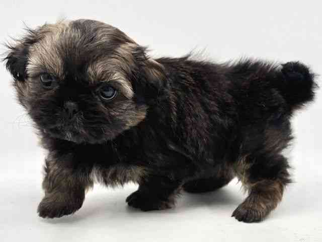 大阪府のペキシーズー/ペキズー(ペキニーズ×シーズー) (ひごペットフレンドリーみのおキューズモール店/2026年1月10日生まれ/男の子/フォーン)の子犬の2枚目の画像