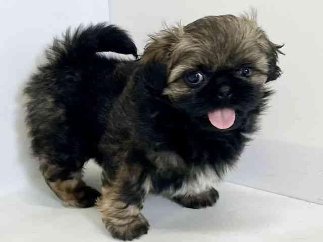 大阪府のペキシーズー/ペキズー(ペキニーズ×シーズー) (ひごペットフレンドリーアクロスプラザ住之江店/2026年1月10日生まれ/男の子/フォーン)の子犬の2枚目の画像