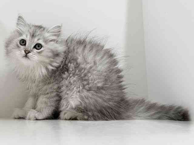 奈良県のミヌエット (ひごペットフレンドリーイオンモール橿原ウエスト・ビレッジ店/2026年1月2日生まれ/女の子/シルバータビー)の子猫の2枚目の画像